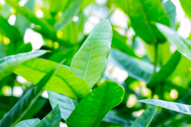 green leaf background 