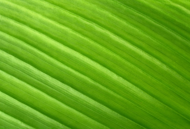 Green leaf background