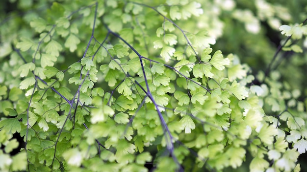 Green leaf background.