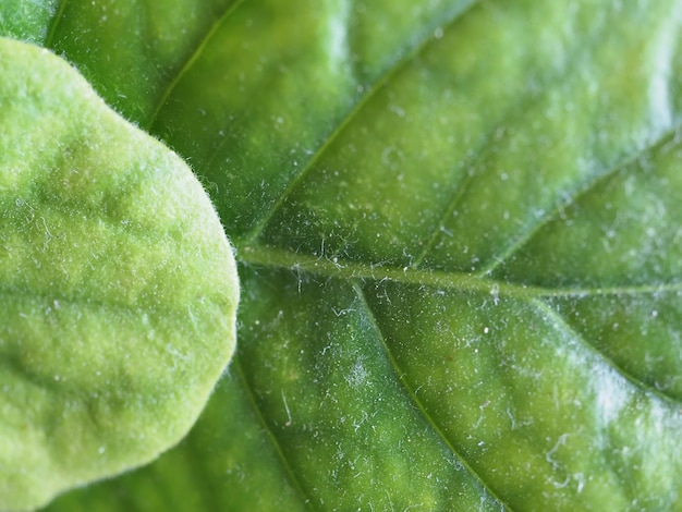 Green leaf background