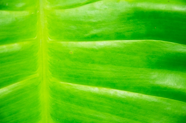 Green leaf background