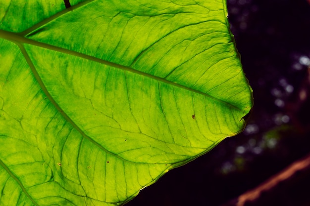 Green leaf background