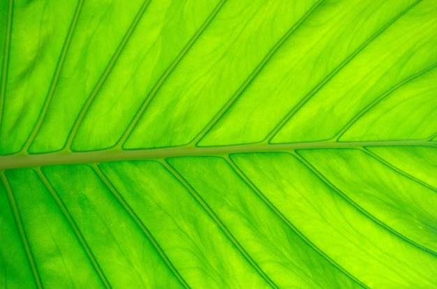 Foglia verde sfondo