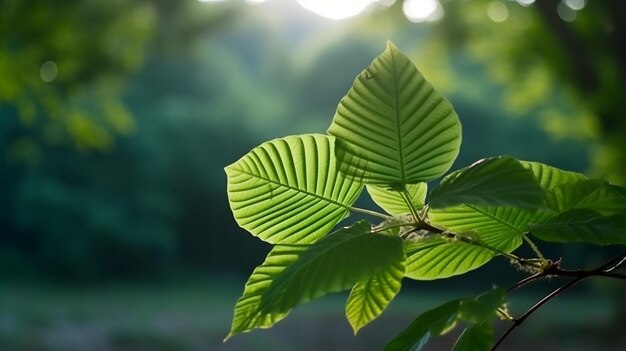 green leaf background