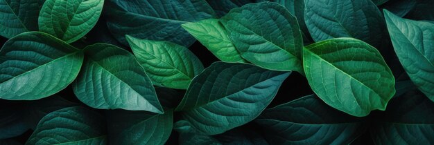 Green leaf background