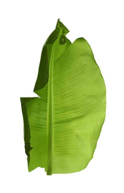 Зеленый лист бананового растения, изолированный на белом