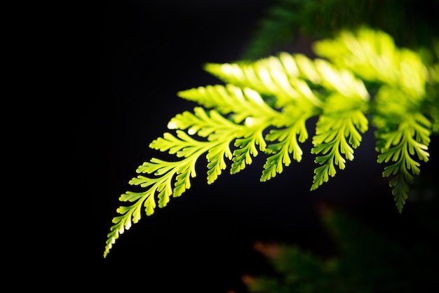 Green leaf beautiful green foliage lit by the sun against a black background selective focus