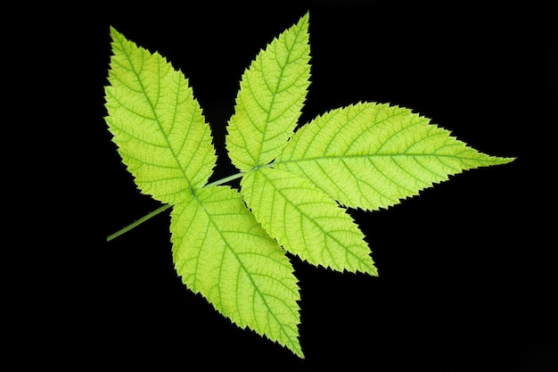 Green leaf on black background