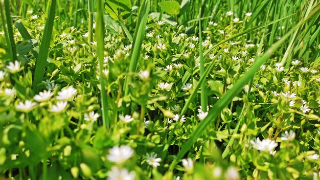 Photo green leaf blossoms foliage spring photo