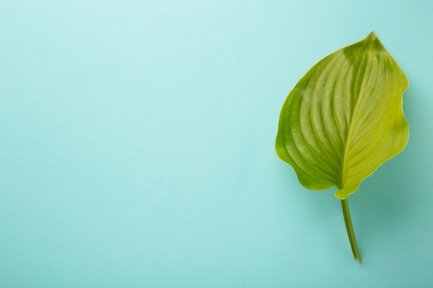 Foglia verde su sfondo blu con copia spazio.