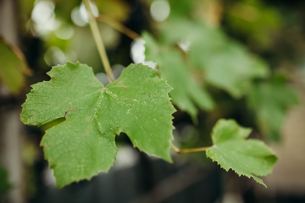 Green leaf on a blurred background