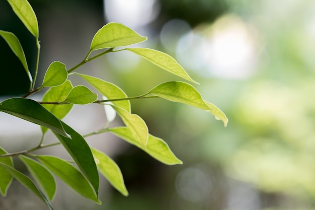 Green leaf on blurred background