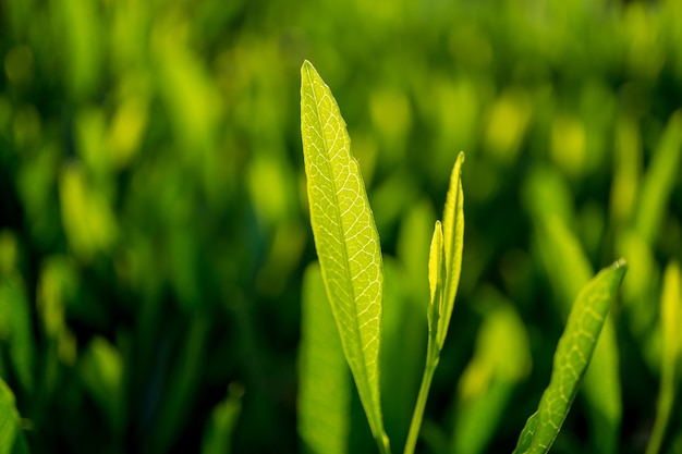 Зеленый лист на размытом в саду