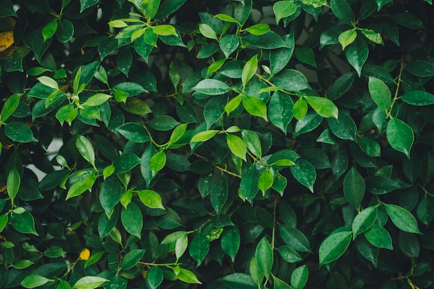 Green leaf on blurred greenery background concept.