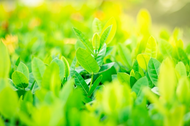 흐린 된 녹지 배경, 소프트 포커스에 녹색 잎.
