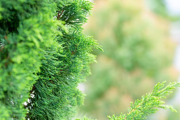 Green leaf on blurred greenery background