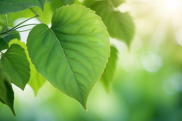 Green leaf on blurred greenery backgroundBeautiful leaf texture in sunlightbackground natural green plants landscape ecologyCloseup nature view with free space for textNatural green background