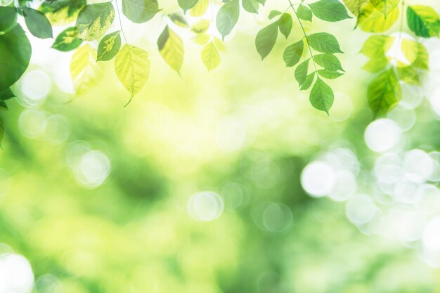 Photo green leaf on blurred greenery in garden with copy space.