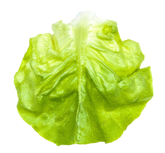 Green leaf of boston round lettuce isolated