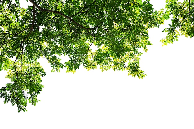 green leaf branch isolated on white background