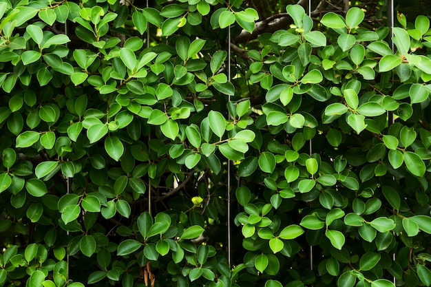 Green leaf and branch at the metal cage wall