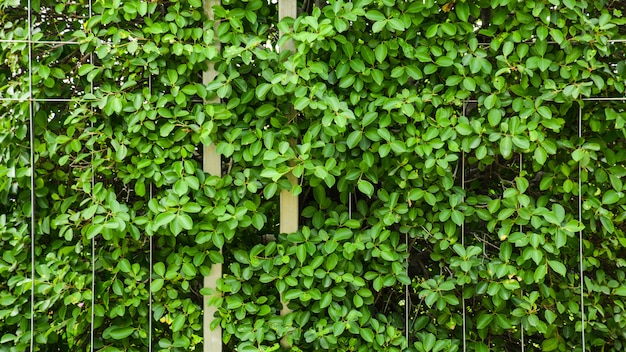 緑の葉と金属製のケージの壁に枝
