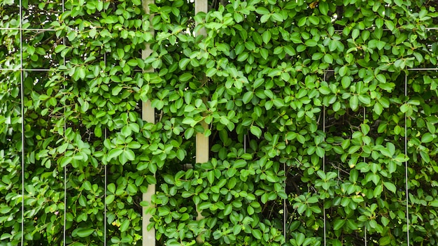 Green leaf and branch at the metal cage wall