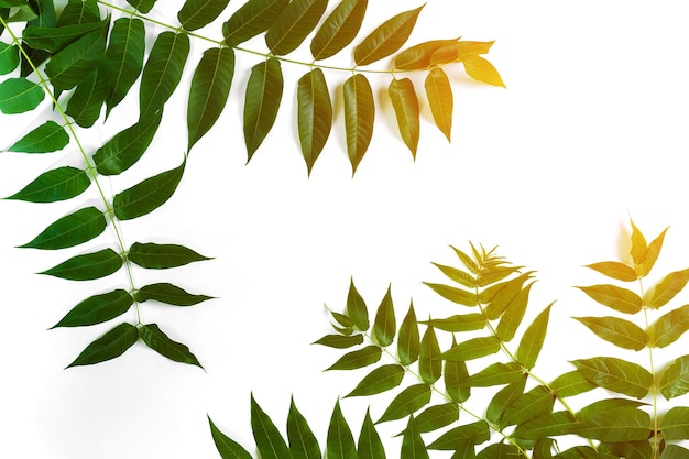 Green leaf branches on white background flat lay top view Copy space Still life Sun Flare