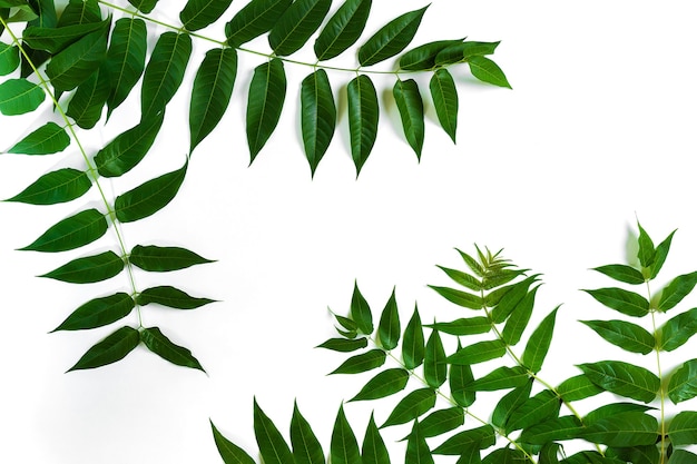 Green leaf branches on white background flat lay top view