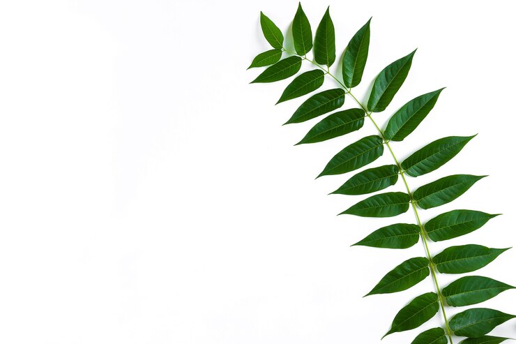 Green leaf branches on white background
