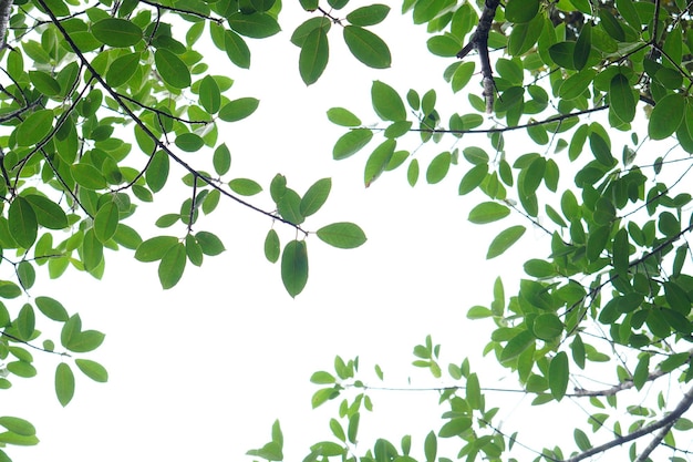 Foglia verde e rami su sfondo bianco