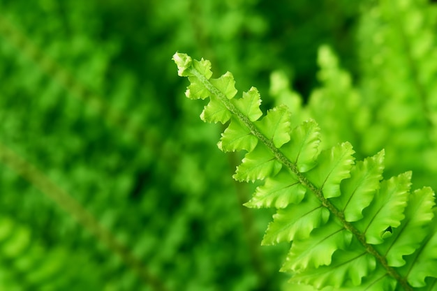 Green leaf bush background 