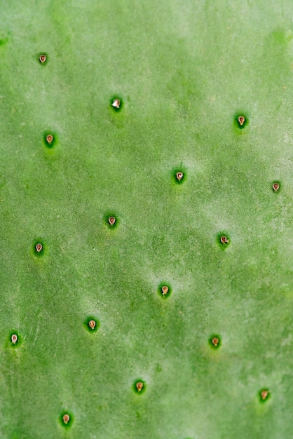 Green leaf cactus background or texture