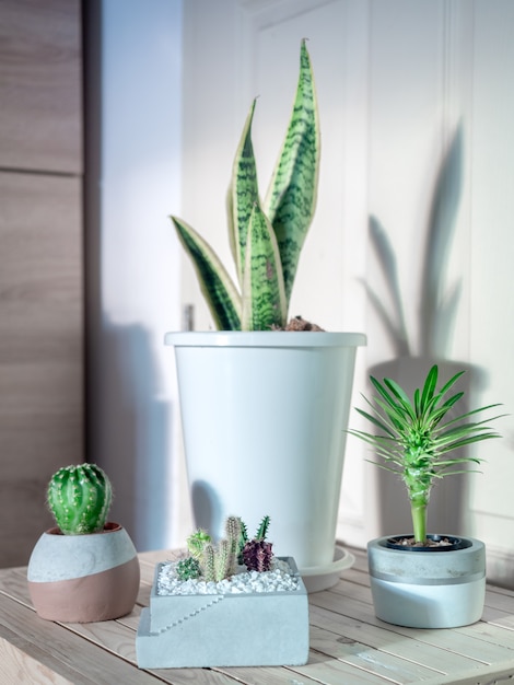 Green leaf, cactus and succulent plants in pots in the room.