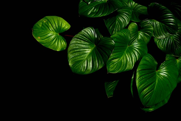 Green leaf caladium texture in tropical forest background.