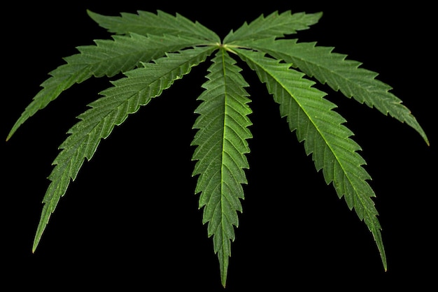 Green leaf of cannabis isolated on black background