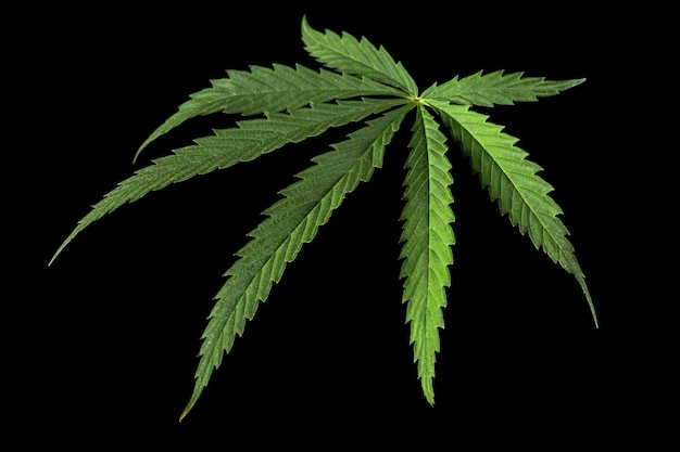 Green leaf of cannabis isolated on black background