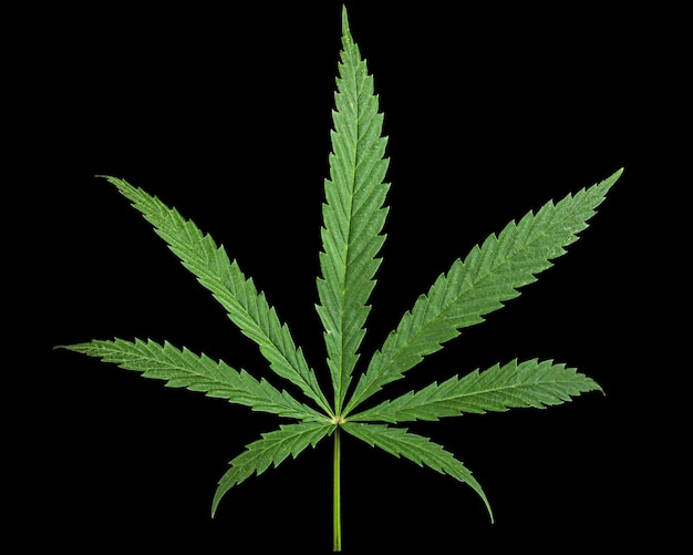 Green leaf of cannabis isolated on black background