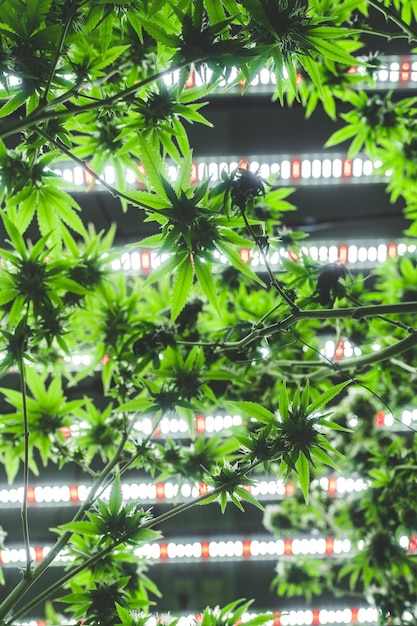 Foto foglia verde di sfondo di piante di cannabis scienziato che controlla le piante di canapa in una serra di erbacce concetto di medicina alternativa a base di erbe industria farmaceutica dell'olio di cbd