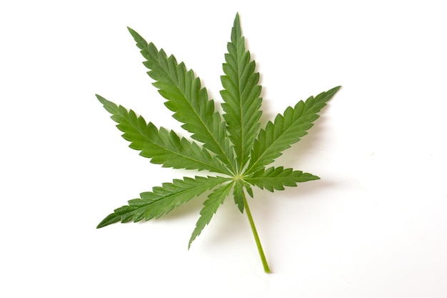 Green leaf of a cannabis plant on a white background