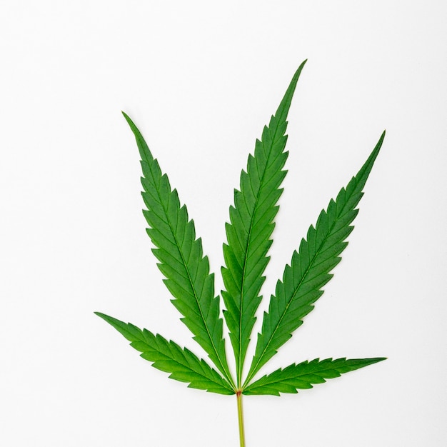 Green Leaf Cannabis on white background