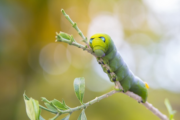 Photo green leaf caterpilllar on branch