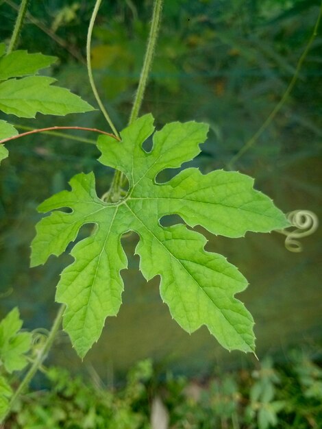 Photo green leaf close shot