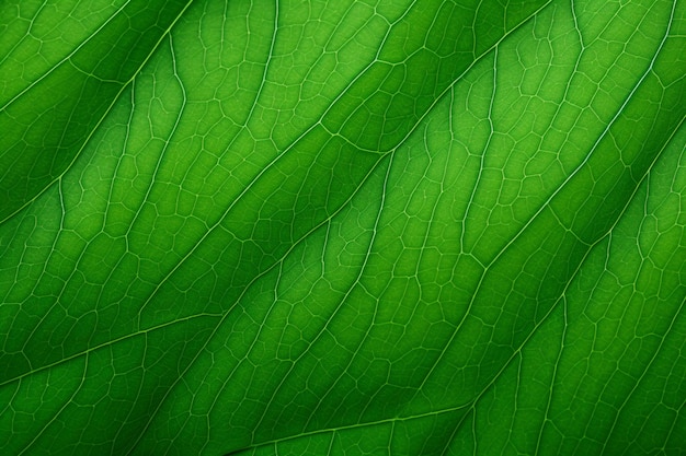 Foto green leaf close up background