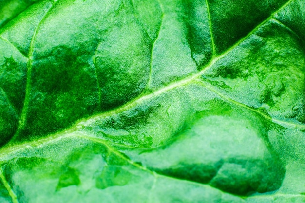 Green leaf close up. Fresh leaves texture background. Natural eco wallpaper. Vegetarian food. Vegetable and vitamins products. Macro photo.