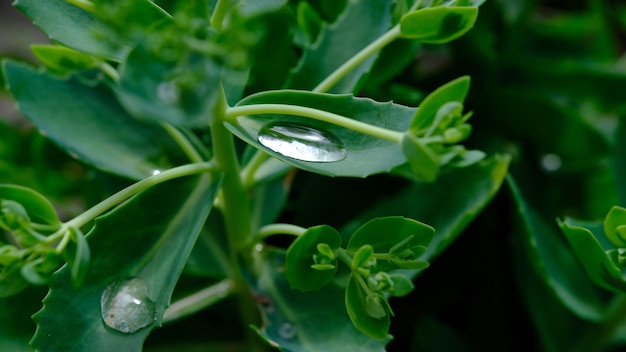 Green Leaf Close-up met waterdruppel