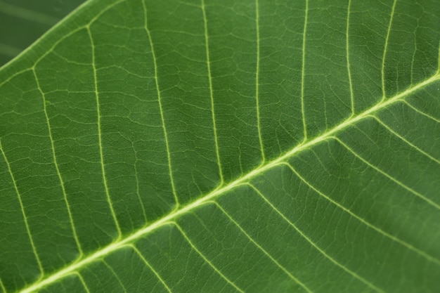 Foto struttura verde del primo piano della foglia per il fondo della natura