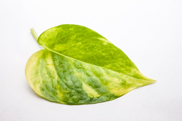 Green leaf Close-up On white background