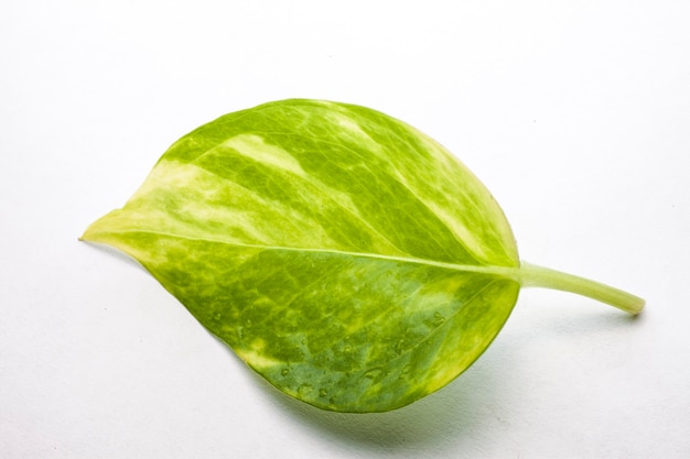 Green leaf Close-up On white background