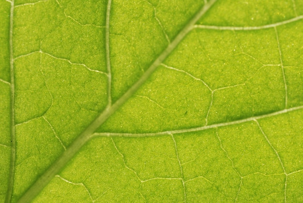 Green Leaf close-up.